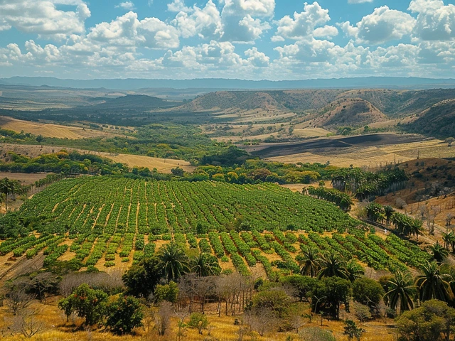 Brazil's Fight Against Desertification: Farmers Battle Land Degradation Amid Climate Change